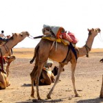 Rajasthan Camel Safari