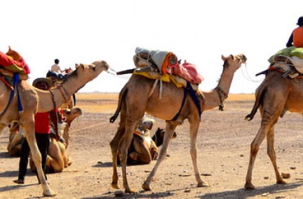 Rajasthan Camel Safari