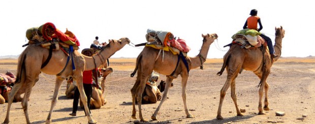 Rajasthan Camel Safari