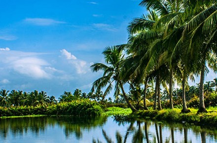 coconut tour south india