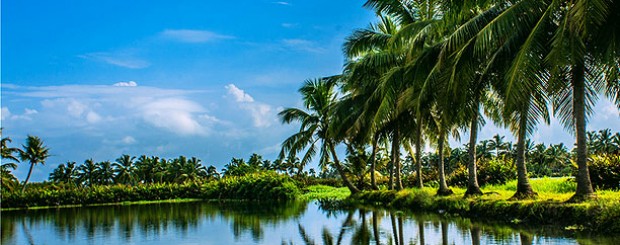 coconut tour south india