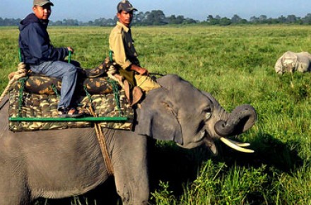 kaziranga wildlife park