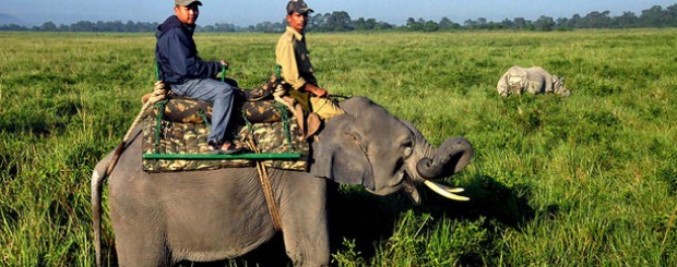 kaziranga wildlife park