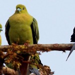 Bird Watching india