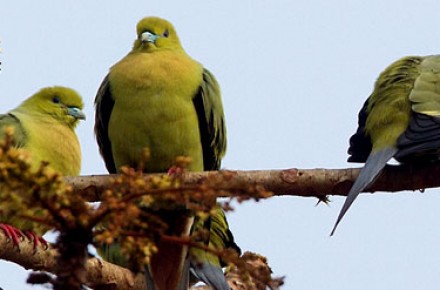 Bird Watching india