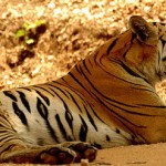 Sunderbans National Park