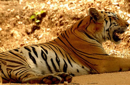 Sunderbans National Park