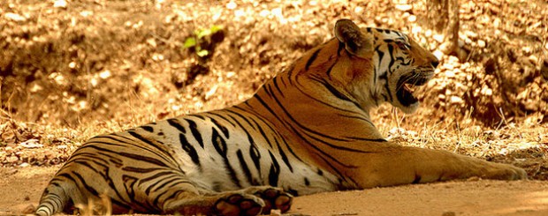 Sunderbans National Park