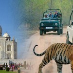 Taj Tiger tour