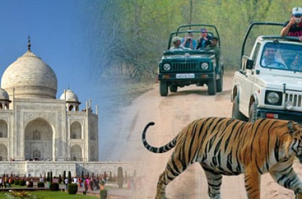 Taj Tiger tour