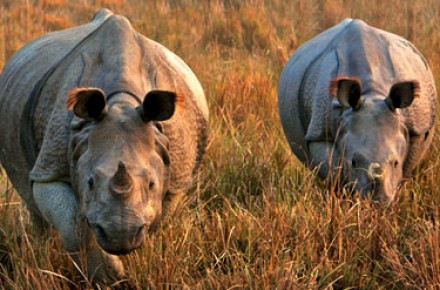 Wildlife in Assam