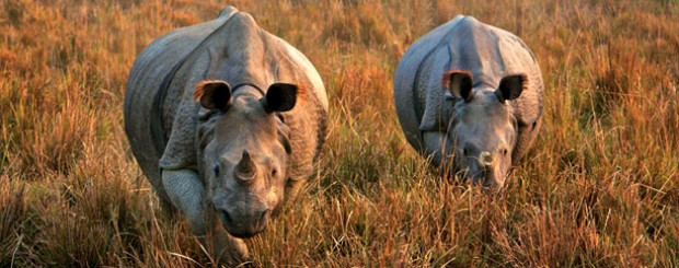 Wildlife in Assam