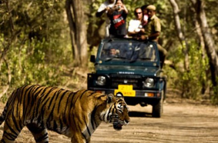 Corbett Wildlife Safari