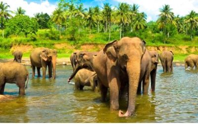 Discover Sri Lanka